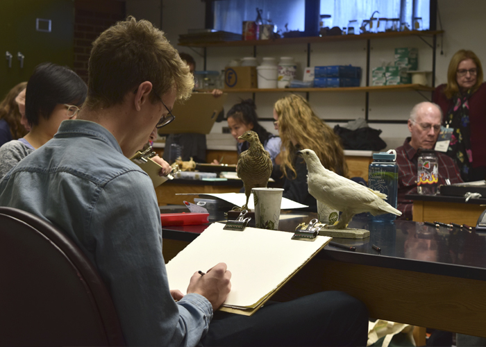 Drawing students working with the Biology Department's taxidermy collection <span class="cc-gallery-credit"></span>